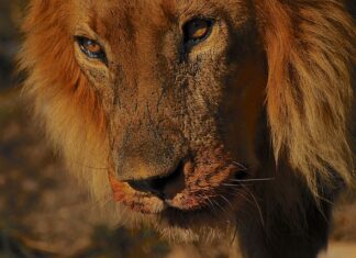 Jaka jest rola doboru naturalnego w powstawaniu adaptacji?