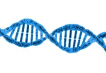 Co to jest chromosom iw jakiej postaci jest wykorzystywany w podstawowym algorytmie genetycznym?